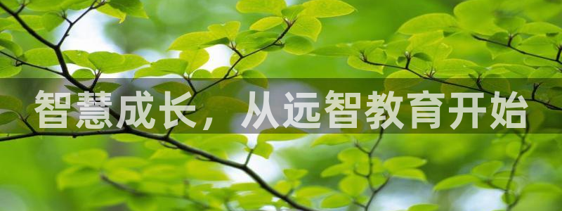 新宝5网