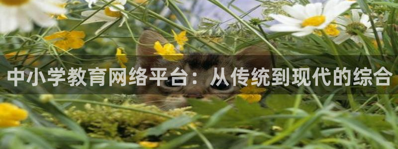 新宝5策略